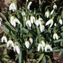 first snowdrops 4