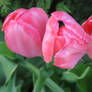 awesome tulipes in my garden today