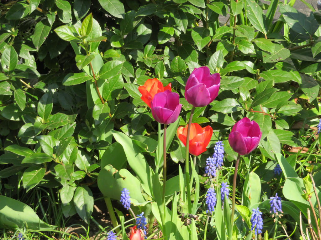 tulips in my garden 15