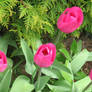 tulips in my garden 26