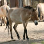 Przewalski horses