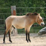 Przewalski horse 5