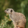 seen in Zoo Leipzig 42