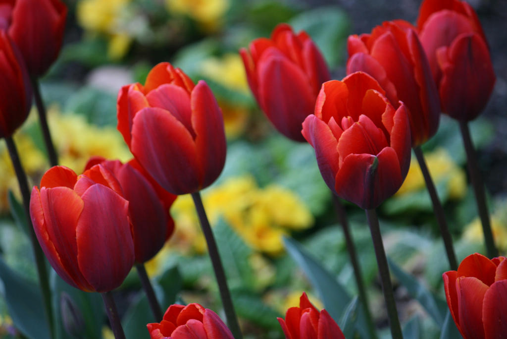 Happy birthday Duster Amaranth