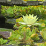 view to waterlily