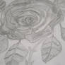 My Rose