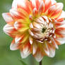 awesome dahlias 12