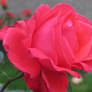 wonderful rose 8