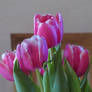 tulip greetings