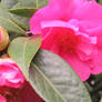 pink camellia 6