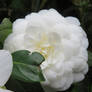 white camellia 7