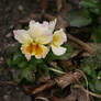 pansy in Flora garden