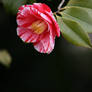 camellia in Flora garden