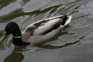 view to duck 29