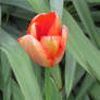 tulip in my garden today 3