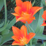 tulips in my garden today