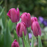 awesome tulips in castle garden 2