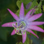 passionflower