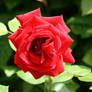 red rose 3