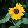 sunflower in Flora