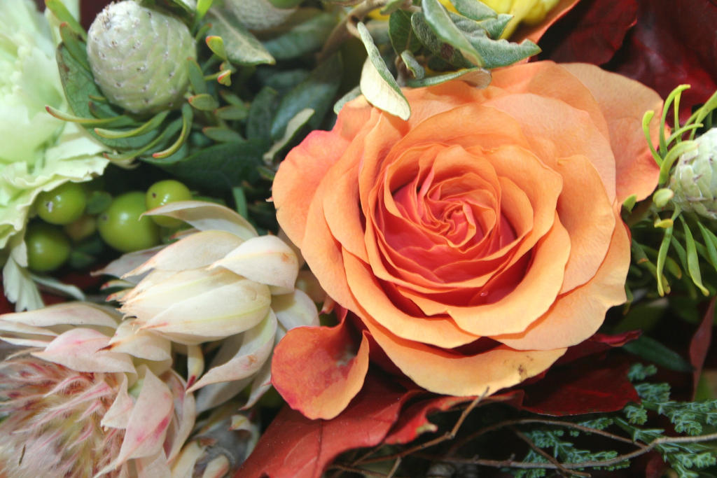 Nice Other Roses nice rose by ingeline-art on DeviantArt