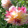 wonderful dahlias 4