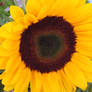 sunflower macro