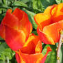 awesome tulips 4