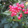 red berries