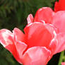 awesome tulips 2