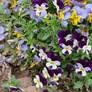 little pansies