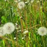 dandelions closer