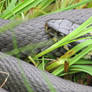 seen in grass at pond