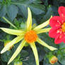 awesome dahlias 3