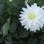 white dahlia