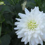 white dahlia closer