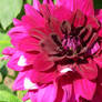 awesome dahlia 7