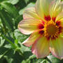 awesome dahlia 10