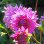 so beautiful dahlias