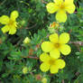 litle yellow flowers closer