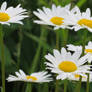 white daisies closer