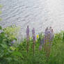 lupins at water