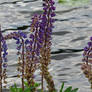 lupins at water 4