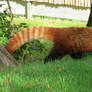 seen in Zoo Aachen 12