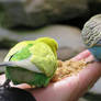 budgies in Zoo Aachen 16