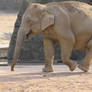 elephant outside 3