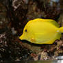 yellow fish