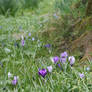 crocuses in sping 2