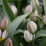 tulips in spring 4