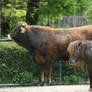 seen in Zoo Hellabrunn 36